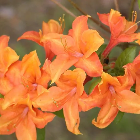 Affittacamere Gaestehaus Hess - Kleine Güstrow
